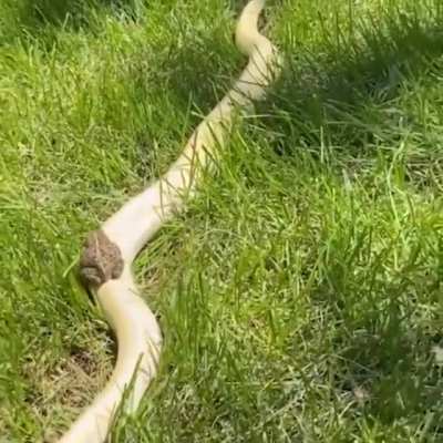 ? Toad riding a snake ?