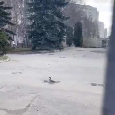 Mother duck and her ducklings