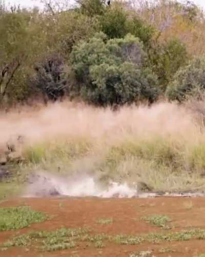 ? Cheetah escapes from a crocodile.