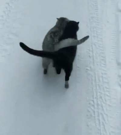 The black cat is blind, they never leave each other ?