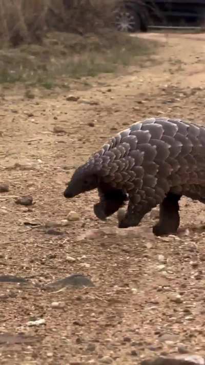 ? Ground pangolin in a rush to get to its favourite snack spot