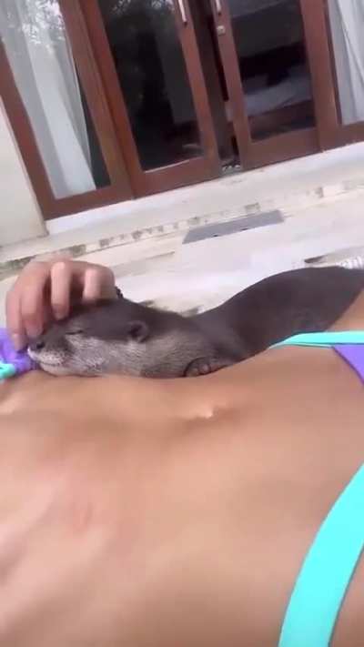 Cute Otter