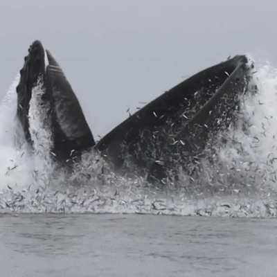 ? ? Whale lunge feeding in the Monterey Bay ? ?
