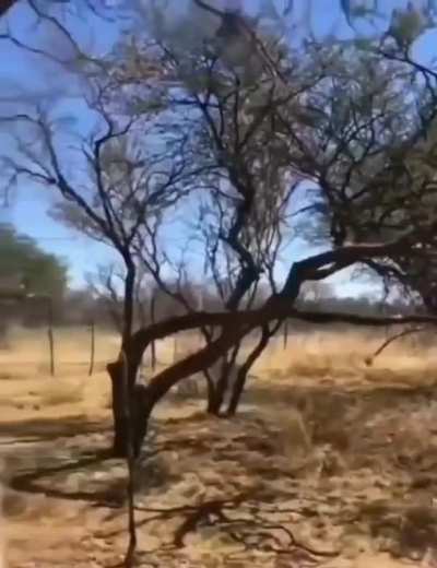 This bird chooses the wrong animal to mess with. ?