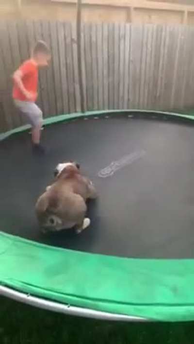 The dog is having the time of his life ??