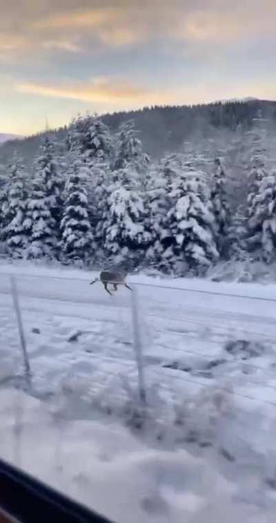 ? This reindeer easily keeping pace with a train ?
