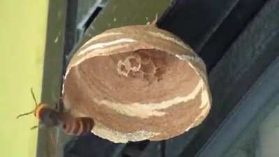 Giant hornet queen building a nest
