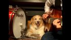 Cute pupper