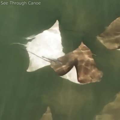 ? A rare albino or leucistic Cownose Ray chasing another Ray Near Clearwater, Florida