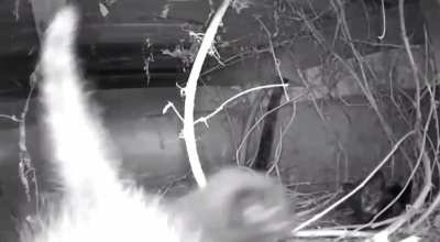 Found out of my foster moms had taken in 3 kittens without permission. I had to put a camera to investigate but they took down my whole surveillance system..