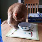 she likes to drink the water by dipping her belly into the bowl??,