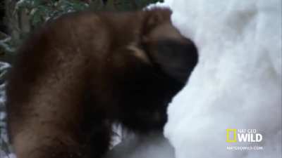 ? A wolverine trained to rescue avalanche survivors.