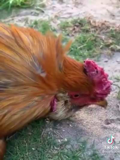 How to hipnotize a rooster
