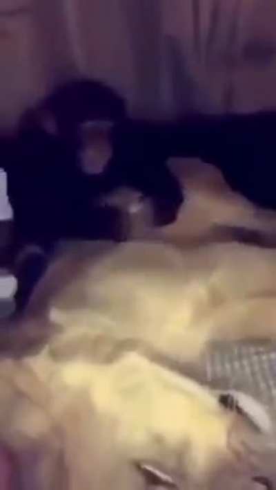 Monkeys don’t take shit from anyone