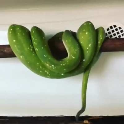 ? This is how Tree Boas sleep