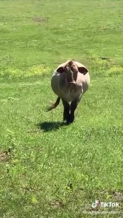 Cow swag