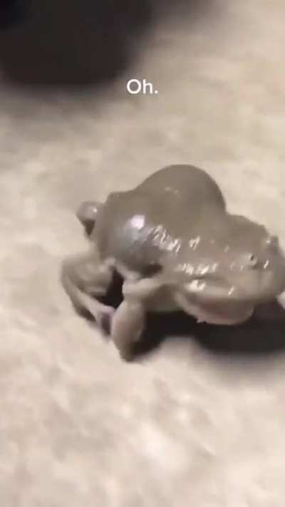 ? Can anyone tell me what kind of little frog is this one?