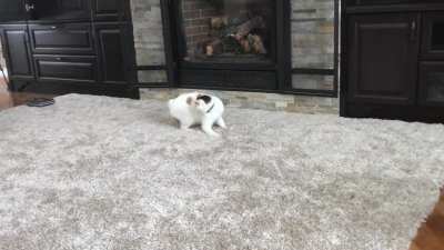 My cat loves our new carpet