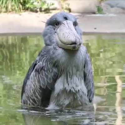? Shoebill Stork - The Most Terrifying Bird in the World