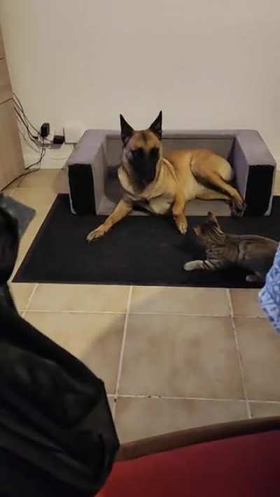 My catto and doggo's daily routine ??
