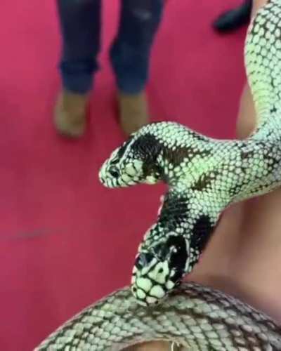 ? Two Headed Snake.