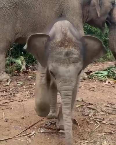 ? A baby elephant shyly approaching a wildlife photographer ?