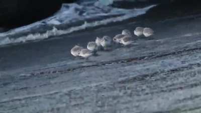 ? Little birds on the beach.