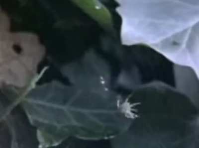 A Study on Wood Spiders On A Series of Psychoactive Drugs
