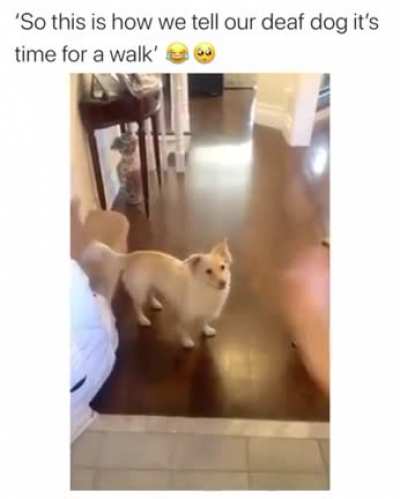 Happy deaf pupper