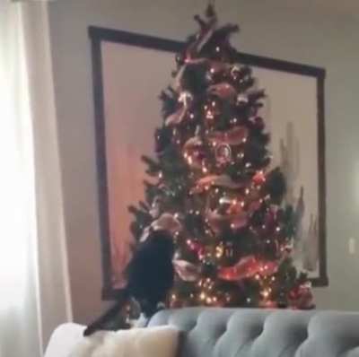 The cat ? is the star ⭐ of the show