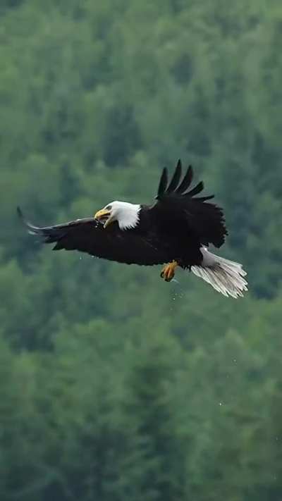 ?Have you ever seen a bald eagle catch a fish and eat it mid-air?