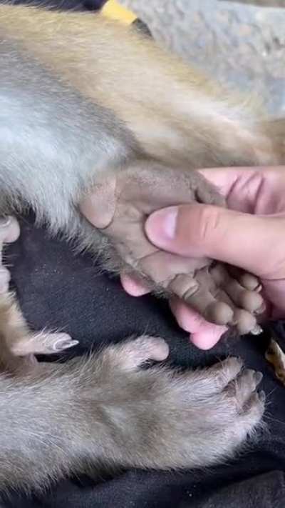 ? The hand of a monkey.