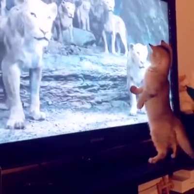 The real lion king