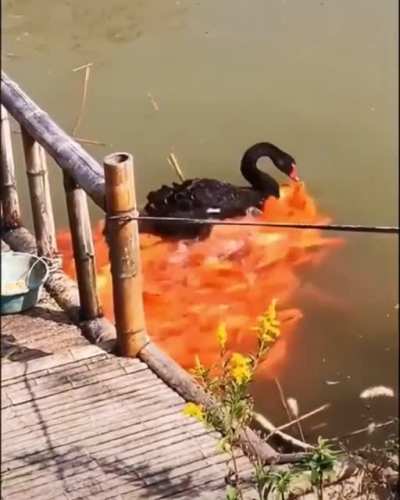 ? Swan giving out food to fish
