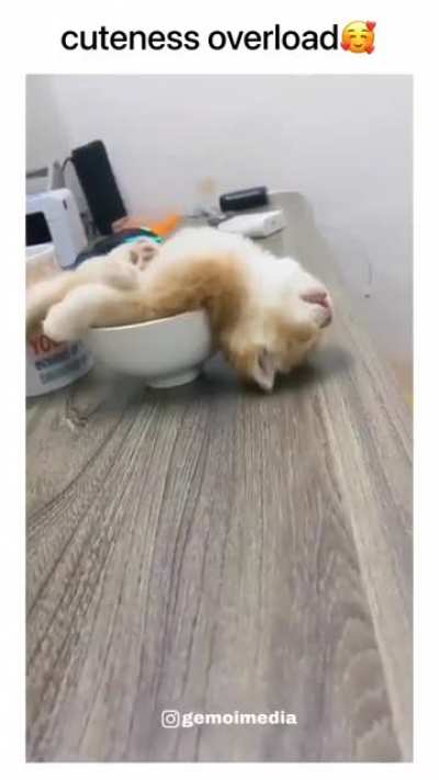 Passed out after committing smol crimes against humanity.