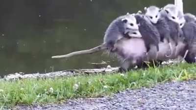 ? Possum mom carrying her babies