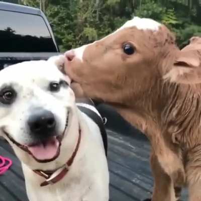 Licks vs. noms ?