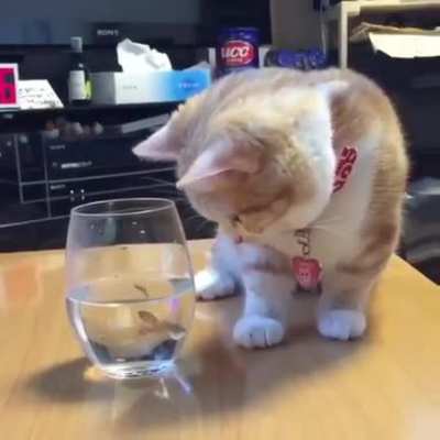 The cat said: how to catch you??
