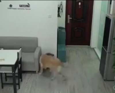 While the owner was sleeping, the dog opened the freezer, took out the ice cream, ate it and threw all the evidence in the trash??