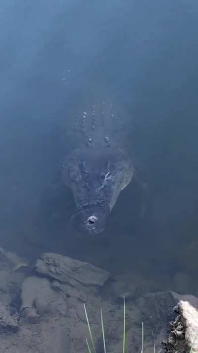 ? this crocodile stalking