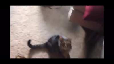 Cat is angry