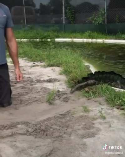 "sad alligator noises"
