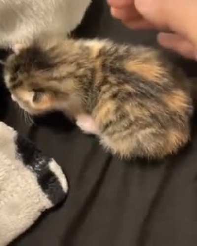 Criminal tries to commit insurance fraud