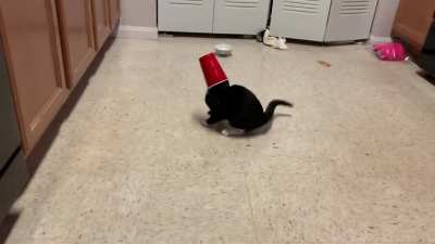 She knocked my cup of milk off the counter and proceeded to get her head stuck in the cup