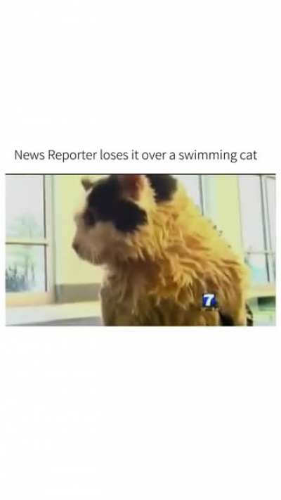 Cat News