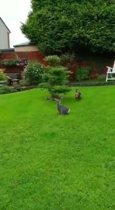 My rabbit and dog got the zoomies together ??