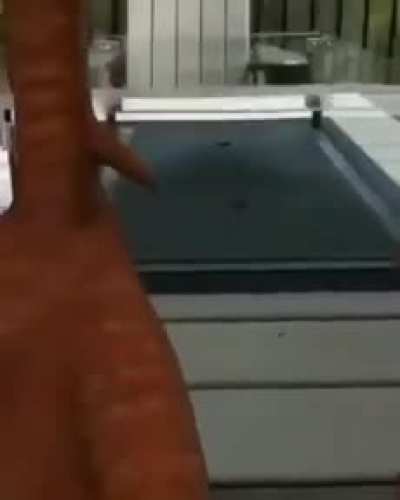 AR Duck