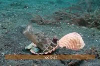 Diver convinces octopus to trade his plastic cup for a seashell