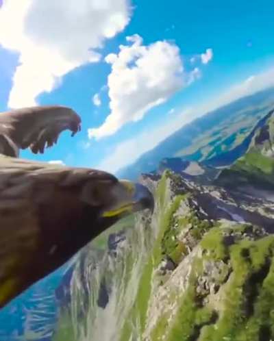 ? Eagle Flying With A Camera