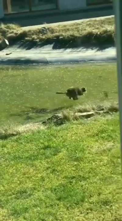 Cat try’s to catch fish under the ice